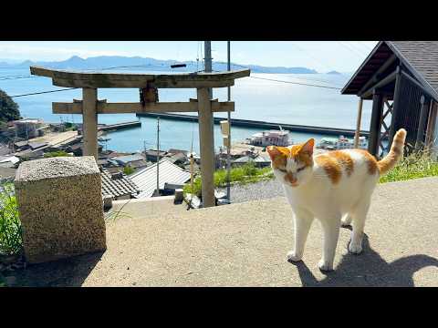 Japan’s Art & Cat Island—Where Cats Become Part of the Art🐈🎨