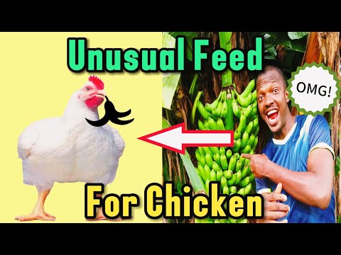 Shocking Results After Using Fermented Banana Peel As Chicken Feed