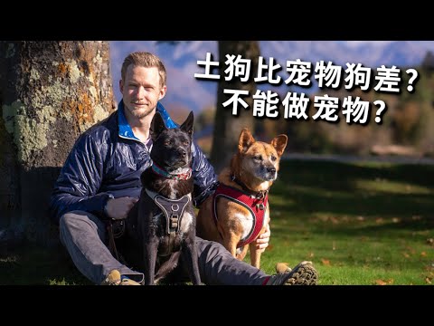 [ENG中文] WHY CHINESE rural DOGS are GOOD PETS!
