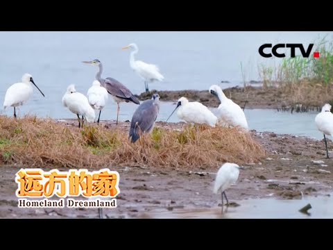 国家自然保护地：行走在福建闽江河口湿地自然保护区 感受江河归海候鸟纷飞 20210330 |《远方的家》CCTV中文国际