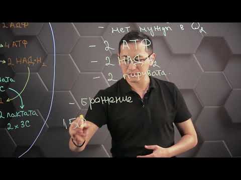 Синтез аденозинтрифосфорной кислоты. Этап анаэробного распада глюкозы. 10 класс.