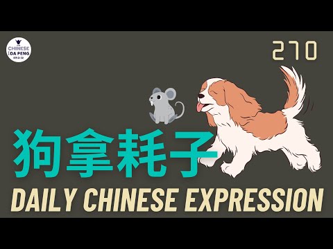 Daily Chinese Expression 270 狗拿耗子——多管闲事 Intermediate Chinese podcast -Speak Chinese with Da Peng