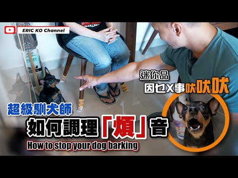 超級馴犬師😎如何調理『煩』音🎶乜嘢X事吠吠吠🗣How to stop your dog barking✋