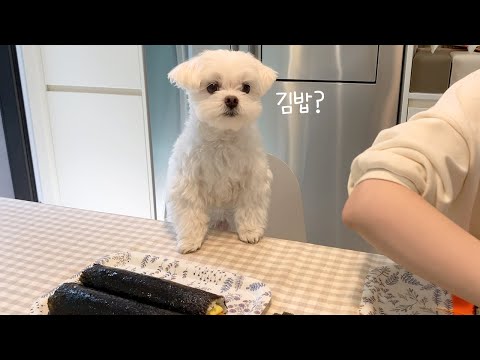 [ENG]I like gimbap..? (Making puppy gimbap)