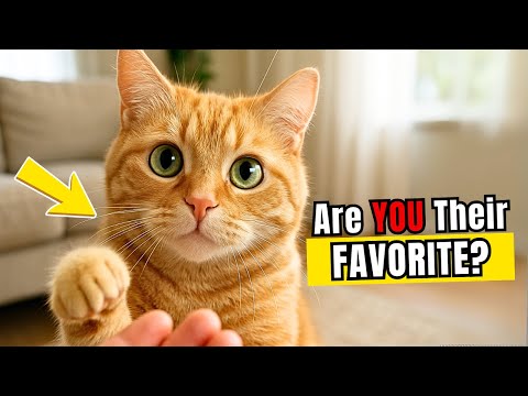 5 Things Cats Do ONLY for the Human They LOVE the Most!