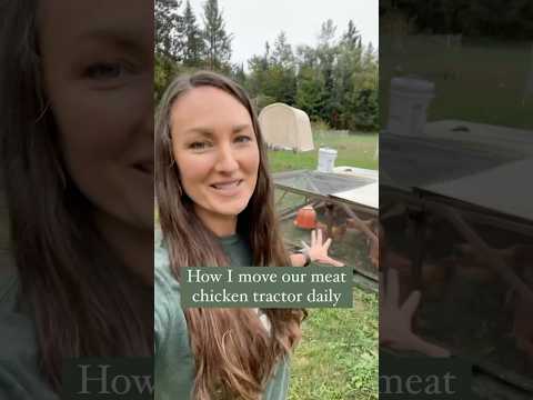 How We Move Our Meat Chicken Tractor 🍗#broiler #meatchickens #chickentractor #pasturedpoultry