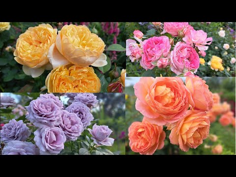 Цветение роз в моем саду! 80 сортов роз в одном видео! Северо-Запад