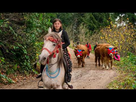 Paths of Tradition: The “Kızılağaç” Migration with Adorned Cattle | Documentary Film
