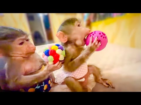 СМЕХ, да и только! Басик нападает на Маню, а Степашка ее ЗАЩИЩАЕТ)))