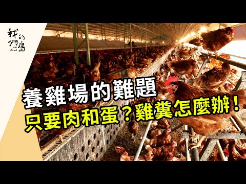 只要肉和蛋？雞糞怎麼辦！｜養雞場的難題(我們的島第1214集 2023-07-24)