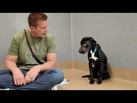 Dog Tied to Tree Gets a Second Chance 🥹