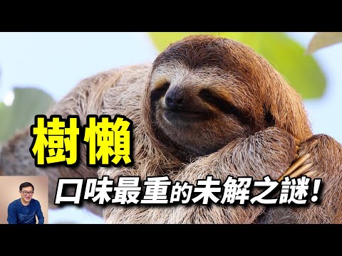 樹懶最受關注的未解之謎！連排便都有生命危險？明明弱爆，卻仍未滅絕的真正原因【老肉雜談】#動物 #野生動物 #樹懶 #sloth