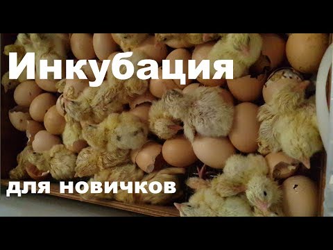 Инкубация бройлера в Блице Норма и Луппер. Мелочи, особенности и ошибки. Для начинающих птицеводов