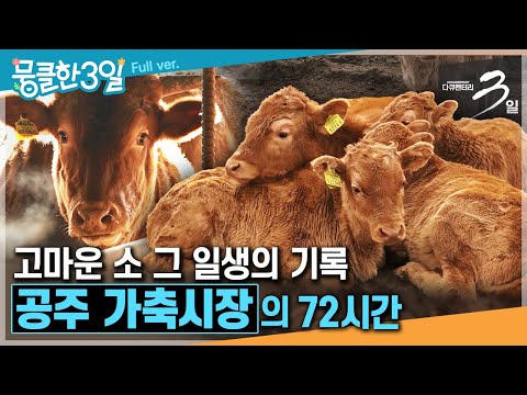 [다큐3일★] 인간에게 모든 것을 아낌없이 내어주는 사람과 가장 가까운 우직한 동물🐂 ‘공주 가축시장'의 72시간 | KBS 방송
