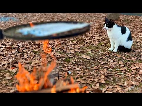 꽁치 냄새에 모여든 고양이들 / 제육볶음 / 오징어짬뽕라면 | 모닥불