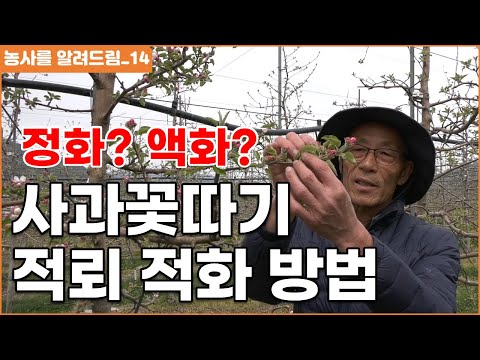 Apple Blossom Picking, Red Light, Red Light Method, Flowering Period, Cultivation Management