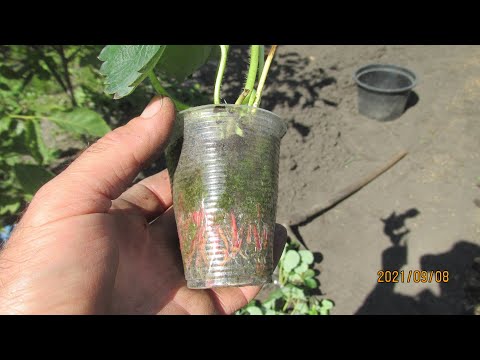 ОСЕНЯЯ ПОСАДКА КЛУБНИКИ - ПРОСТОЙ СПОСОБ.