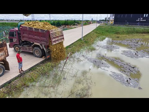 Great Job Started A new Project!DumpTruck Pouring Soil Delete Pond,Skill Bulldozer D21P Pushing Soil