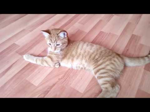 Cat neutering. What to expect and what to prepare for.