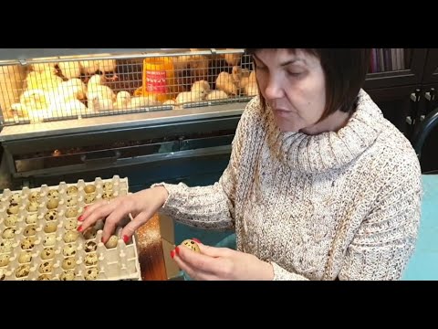 Как вывести перепела? От закладки яйца до третьего дня жизни птенца.