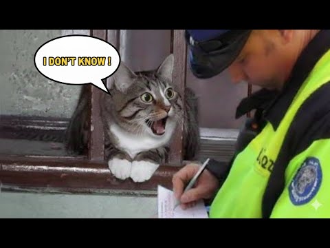 This Cat Is Arguing With the Officer… Like a Real Human! 😹🚔🗣️