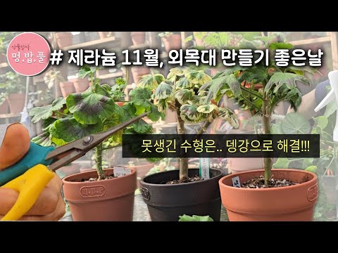제라늄, 11월 외목대만들기 좋은날  #제라늄가을수형정리 #못생긴수형정리하기