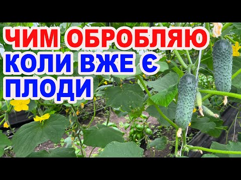 100% Захист огірків від хвороб і шкідників - без зайвої хімії