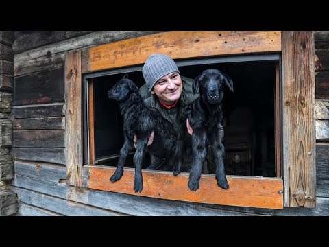 ЖИЗНЬ в ЛЕСНОЙ ГЛУШИ. ЗМЕИ ПРОСНУЛИСЬ. ЧТО ПОЙМАЛ, ТО и СЬЕЛ. №370