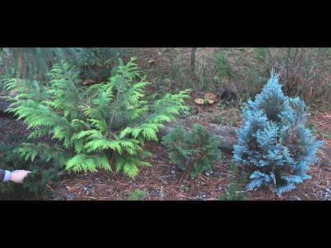 Наш питомник: тенелюбивые и теневыносливые хвойные экзоты