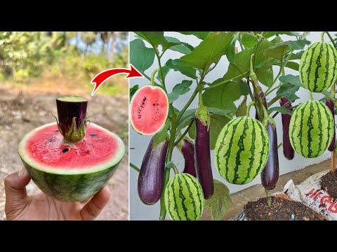 New technique: for growing watermelon with eggplant to get a lot of fruit in a short time