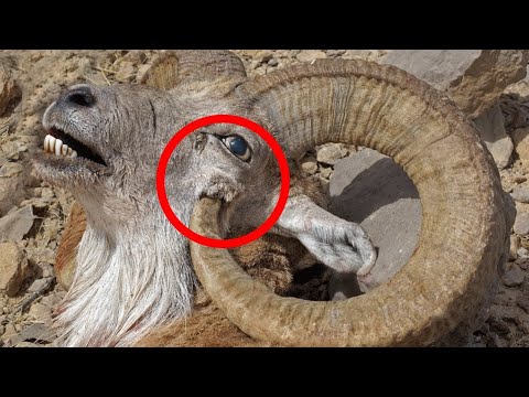 Most Dangerous Animal Body Parts That Can Kill Them