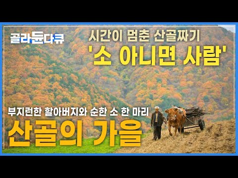 경운기도 자동차도 힘 못쓰는 산골 오지마을, 부지런한 할아버지와 순한 소 한마리│가을 무릉도원을 찾아서│시간이 멈춘 산골의 가을│한국기행│#골라듄다큐