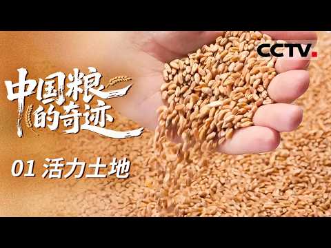《中国粮的奇迹》01 活力土地:“中国碗”装满“中国粮”!中国用9%耕地养活了世界近20%的人口 【CCTV纪录】