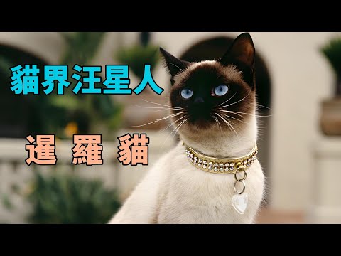 養它之後我悟了：原來貓狗閒差個暹羅---它像狗一樣愛我，但比狗更會PUA