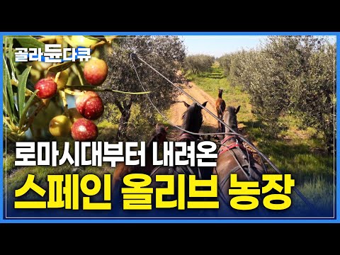스페인 소도시 시간 여행 🎠 왕과 귀족들이 타던 마차 타고 올리브 농장 구경하기 | 안달루시아 최대 올리브 농장 | 올리브유 공장 견학 | 세계테마기행 | #골라듄다큐