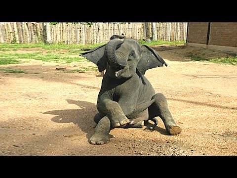 TOP 30 Funniest Elephants in the World😄