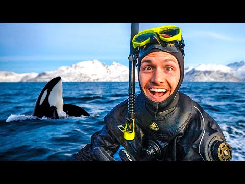 Swimming with Wild Orcas in Norway (incredible encounters)