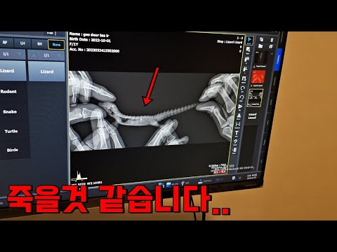 이번에 탄생한 아기 용도마뱀이 죽을 위기에 처했습니다..