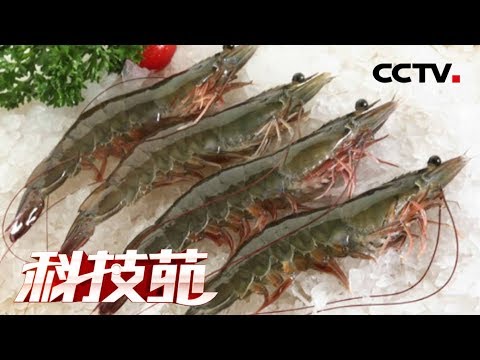 《科技苑》 喝“酸奶”住“伞”棚 笼里出对虾 20190704 | CCTV农业