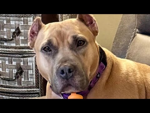 Rescue dog's heartbreaking reaction to every puppy