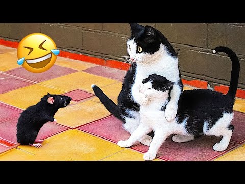 Funny Cats and Dogs Moments You Can’t Stop Watching