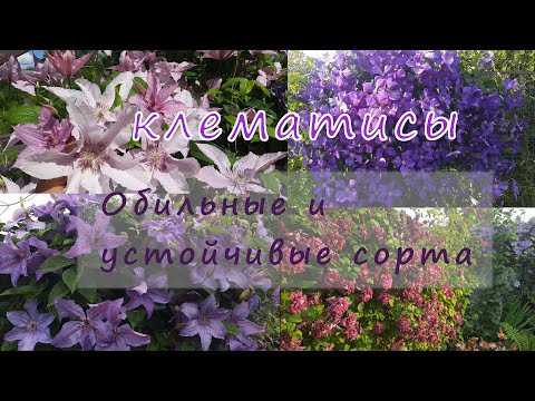Hardy and profusely flowering clematis varieties. Northwest region.