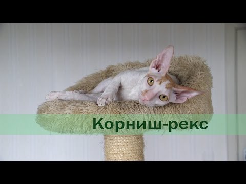 Корниш-рекс: характеристика породы, отзывы владельцев, уход