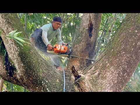 A Big Tree That Won't Fall... Felling a Half Century Old Trembesi Tree ‼️