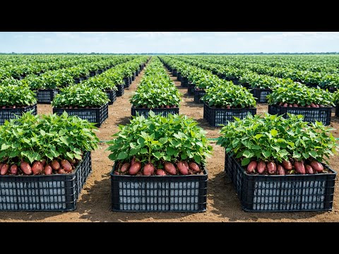 Plastic Basket Sweet Potato Method With Fast, High Yield Harvests