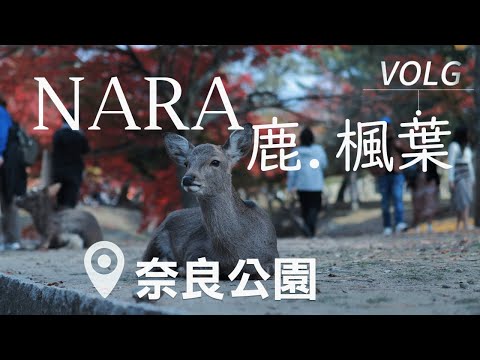 Nara Autumn Scenery | Deer, Grasslands, and Sunset Light #Japan #Nara #MapleLeaves #Deer
