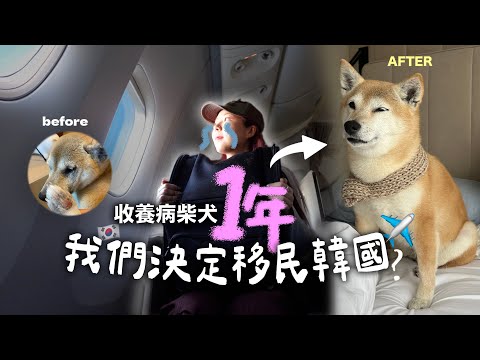 終於成功移民！柴犬坐頭等機卻遇韓暴風雪&戒嚴..遭多次延班?亂流??我們生活適應嗎？