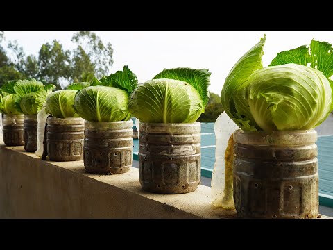 Unbelievable: How to Grow Cabbage in Plastic Bottles