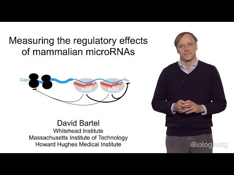 David Bartel (Whitehead Institute/MIT/HHMI) Part 2: MicroRNAs: Regulation by Mammalian microRNAs