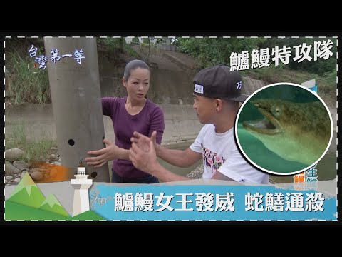 台灣第一等【鱸鰻特攻隊 食物鏈捕捉梅山野生鱸鰻／鱸鰻女王小珍嫂 巨管出馬大腿粗鱸鰻也難逃】 _精選特輯